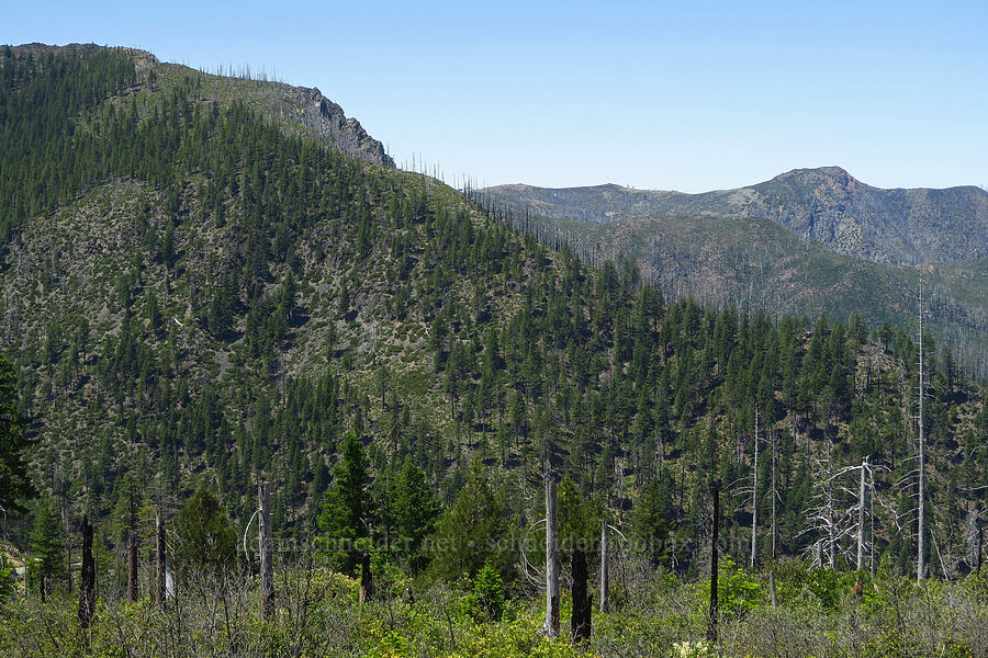 Fiddler Mountain & Whetstone Butte [Forest Road 4201-090, Rogue River-Siskiyou National Forest, Josephine County, Oregon]