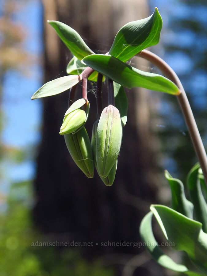 Bolander's lily, budding (Lilium bolanderi) [Forest Road 4201-090, Rogue River-Siskiyou National Forest, Josephine County, Oregon]