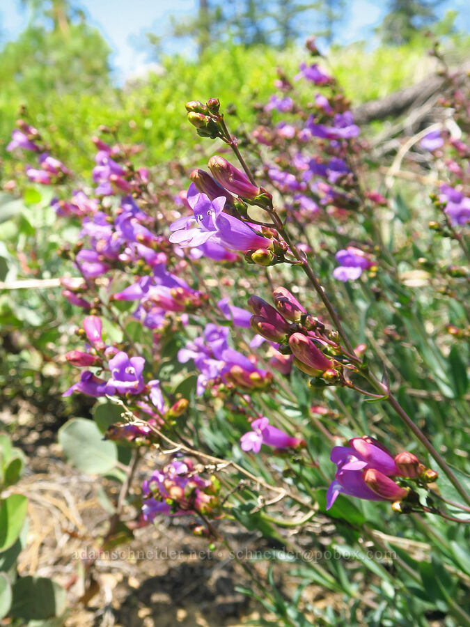 azure penstemon (Penstemon azureus var. azureus) [Forest Road 4201-090, Rogue River-Siskiyou National Forest, Josephine County, Oregon]
