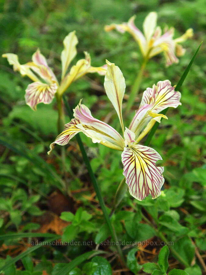 irises (Iris chrysophylla) [Forest Road 4201-090, Rogue River-Siskiyou National Forest, Josephine County, Oregon]