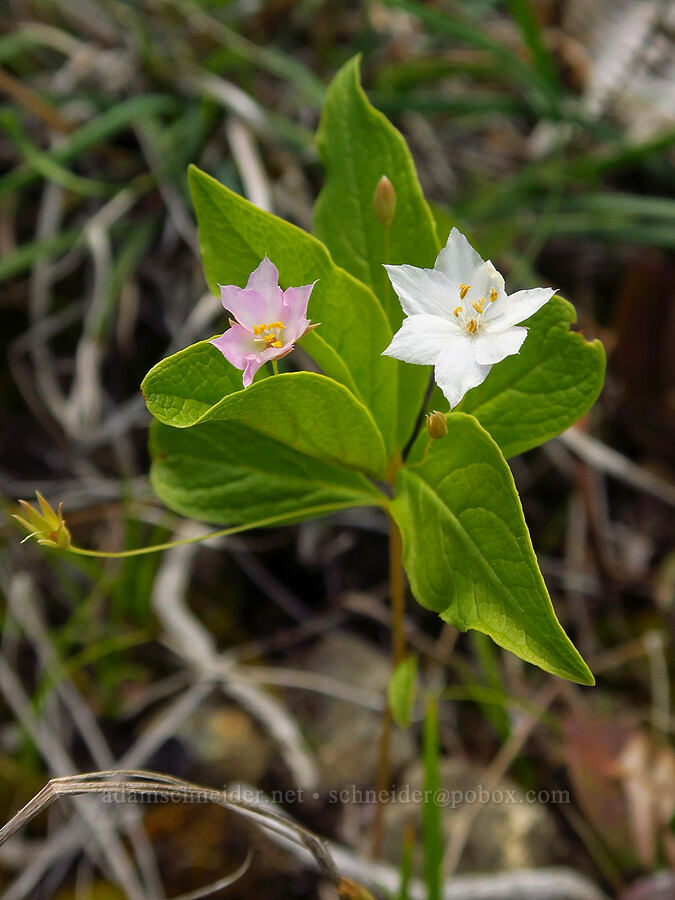 starflower (Lysimachia latifolia (Trientalis borealis ssp. latifolia)) [Forest Road 4201-090, Rogue River-Siskiyou National Forest, Josephine County, Oregon]