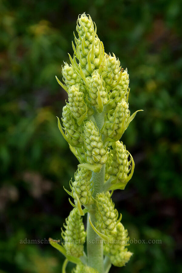 Siskiyou corn lily, budding (Veratrum insolitum) [Forest Road 4201-090, Rogue River-Siskiyou National Forest, Josephine County, Oregon]