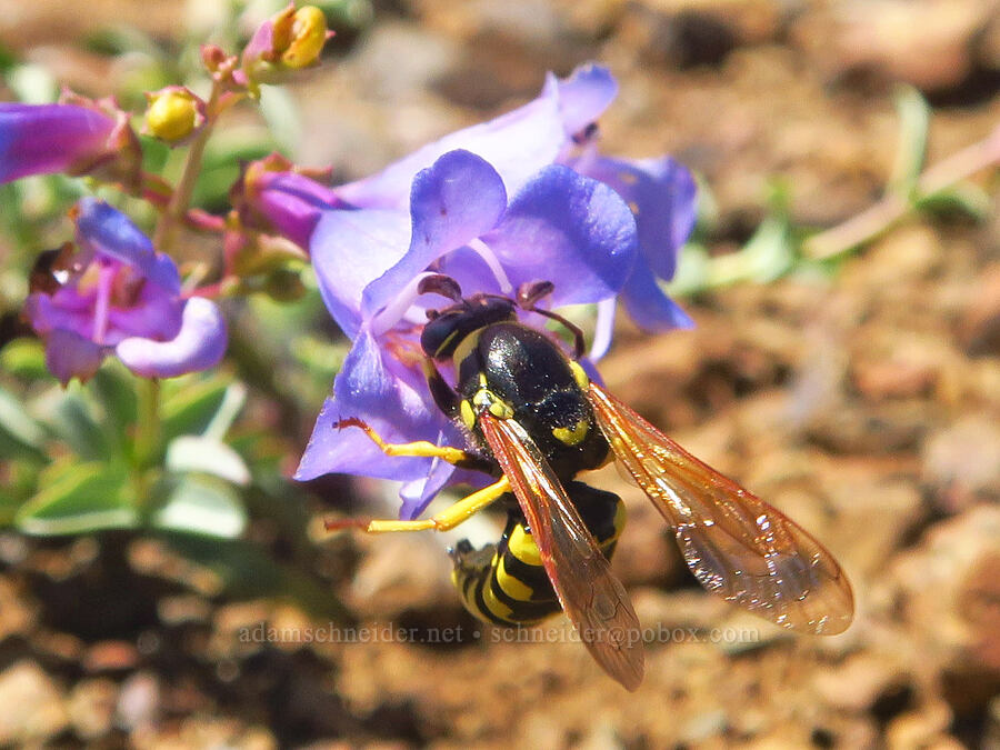 pollen wasp on azure penstemon (Pseudomasaris vespoides, Penstemon azureus var. azureus) [Kalmiopsis Rim Trail, Rogue River-Siskiyou National Forest, Curry County, Oregon]