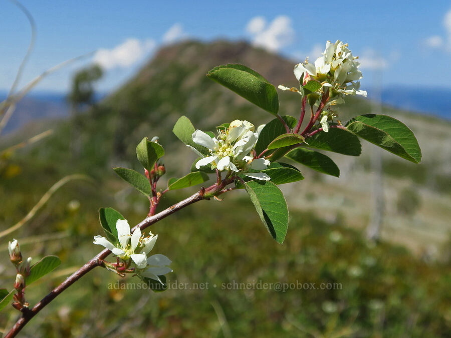 serviceberry flowers (Amelanchier alnifolia) [Kalmiopsis Rim Trail, Rogue River-Siskiyou National Forest, Josephine County, Oregon]