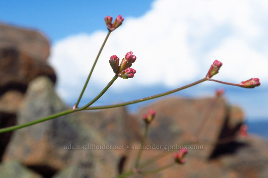 wicker buckwheat (Eriogonum luteolum) [Whetstone Butte, Rogue River-Siskiyou National Forest, Josephine County, Oregon]