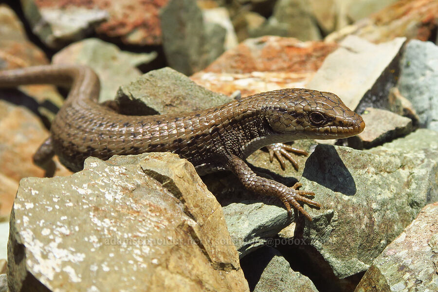 northwestern alligator lizard (Elgaria coerulea principis) [Whetstone Butte, Rogue River-Siskiyou National Forest, Curry County, Oregon]
