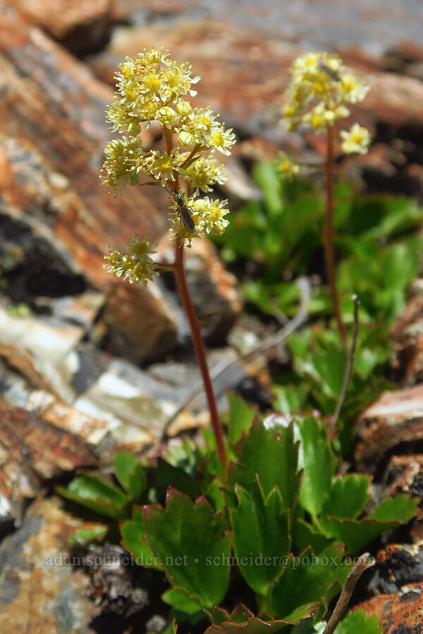 strawberry-leaf saxifrage (Saxifragopsis fragarioides (Saxifraga fragarioides)) [Whetstone Butte, Rogue River-Siskiyou National Forest, Curry County, Oregon]