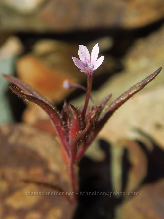 staining collomia (Collomia tinctoria) [Whetstone Butte, Rogue River-Siskiyou National Forest, Curry County, Oregon]