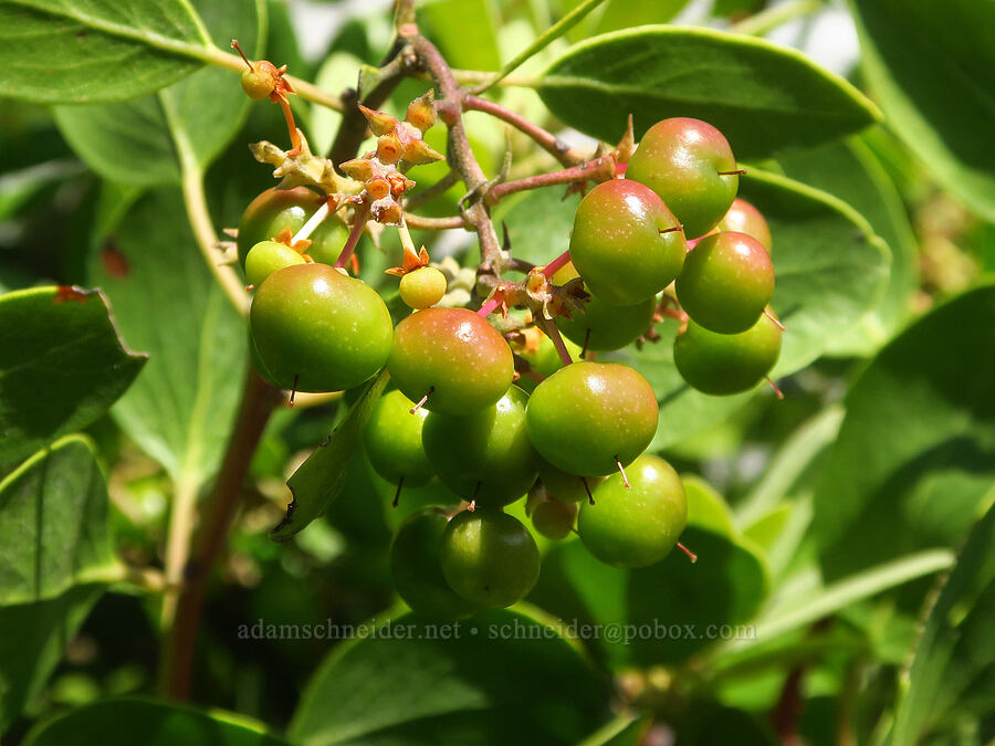 green-leaf manzanita berries (Arctostaphylos patula) [Kalmiopsis Rim Trail, Rogue River-Siskiyou National Forest, Curry County, Oregon]