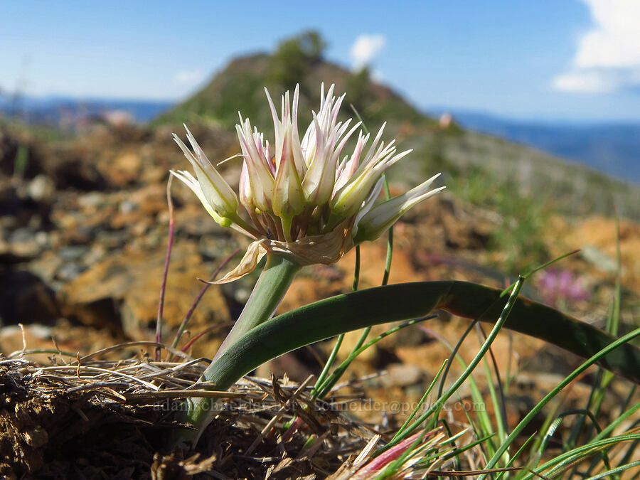 white sickle-leaf onion (Allium falcifolium) [Kalmiopsis Rim Trail, Rogue River-Siskiyou National Forest, Josephine County, Oregon]