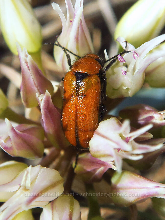 blister beetle on onion flowers (Nemognatha scutellaris, Allium falcifolium) [Kalmiopsis Rim Trail, Rogue River-Siskiyou National Forest, Josephine County, Oregon]