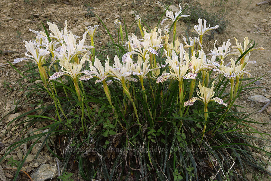 irises (Iris sp.) [Forest Road 4201-140, Rogue River-Siskiyou National Forest, Josephine County, Oregon]