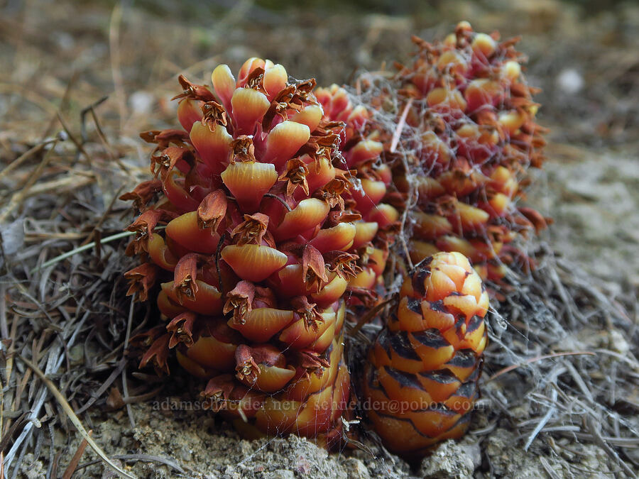 California ground-cones (Kopsiopsis strobilacea (Boschniakia strobilacea)) [Forest Road 4201, Rogue River-Siskiyou National Forest, Josephine County, Oregon]