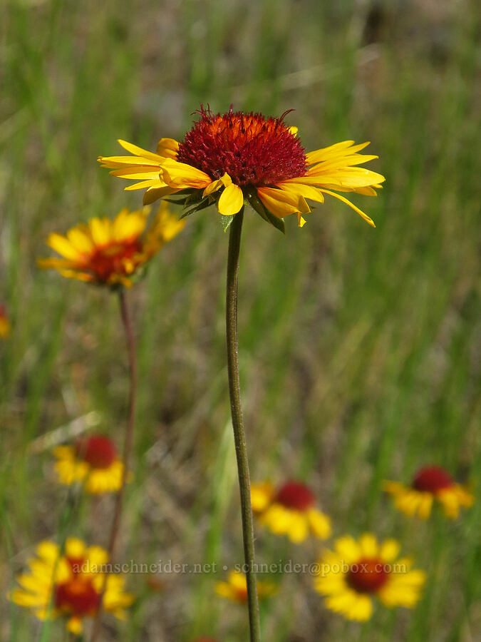 blanketflower (Gaillardia aristata) [Tucannon Road, W. T. Wooten Wildlife Area, Columbia County, Washington]