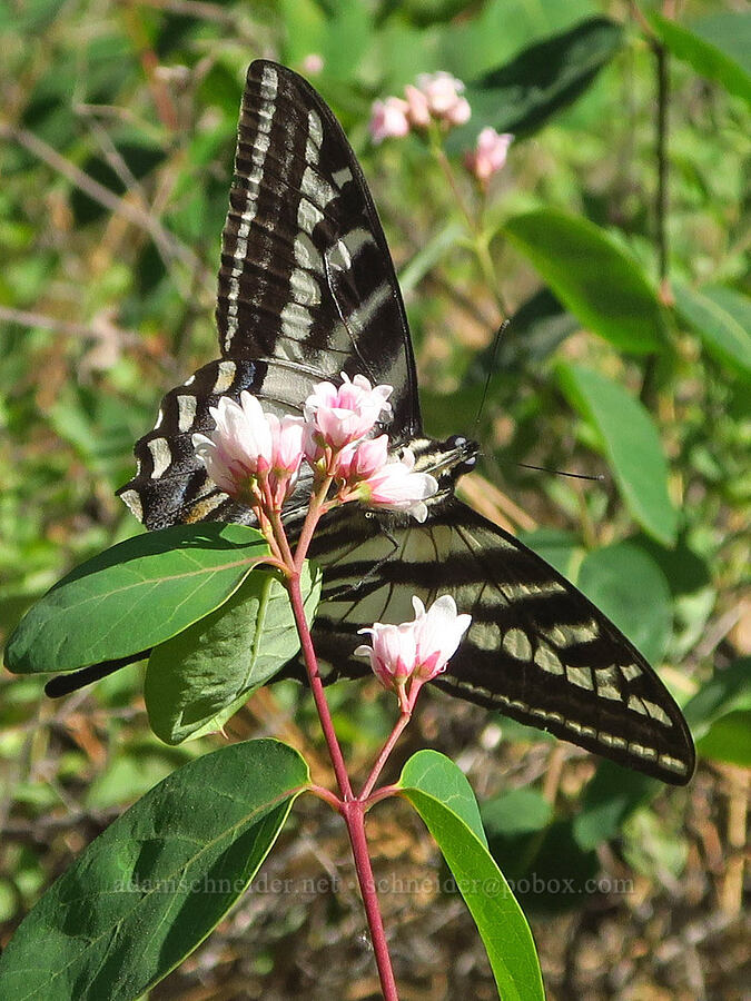 pale tiger swallowtail butterfly on dogbane (Papilio eurymedon, Apocynum androsaemifolium) [Tucannon Road, W. T. Wooten Wildlife Area, Columbia County, Washington]