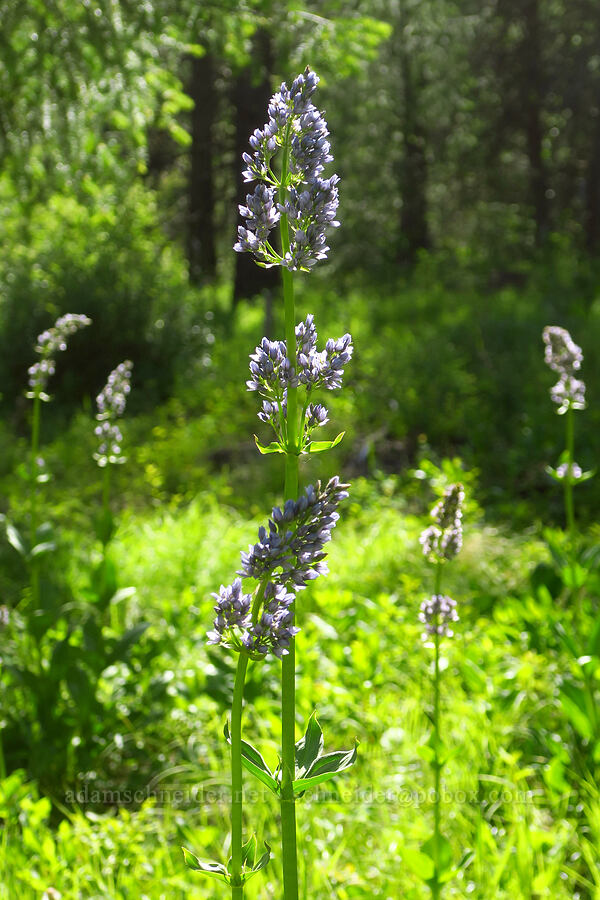 clustered green gentian (Frasera fastigiata (Swertia fastigiata)) [Kendall Skyline Road, Umatilla National Forest, Columbia County, Washington]