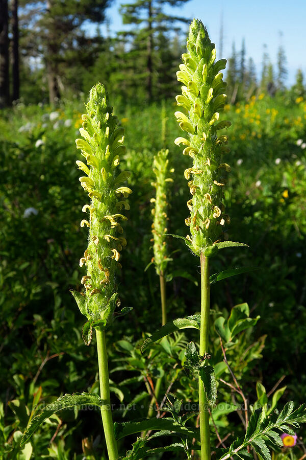 bracted lousewort (Pedicularis bracteosa) [Kendall Skyline Road, Umatilla National Forest, Columbia County, Washington]