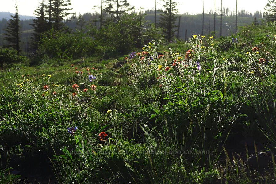 back-lit wildflowers [Godman Springs, Umatilla National Forest, Columbia County, Washington]
