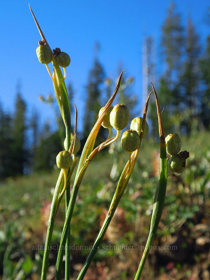 grass-widow, going to seed (Olsynium douglasii) [Godman Springs, Umatilla National Forest, Columbia County, Washington]