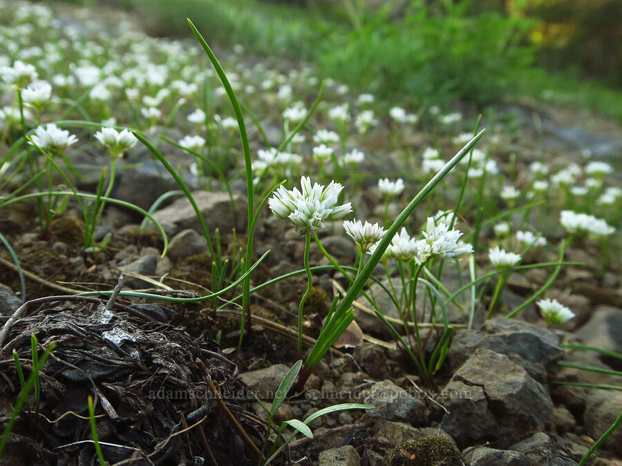 Blue Mountain onions (Allium fibrillum) [Godman Springs, Umatilla National Forest, Columbia County, Washington]