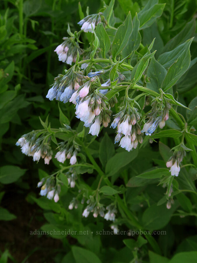 bluebells (Mertensia sp.) [Godman Springs, Umatilla National Forest, Columbia County, Washington]