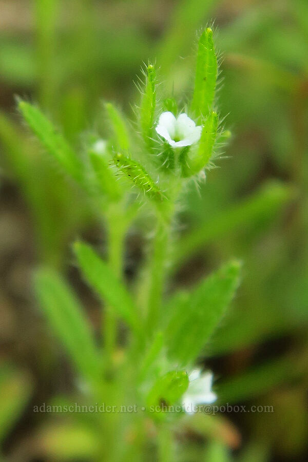 tiny cryptantha (Cryptantha sp.) [Godman Springs, Umatilla National Forest, Columbia County, Washington]