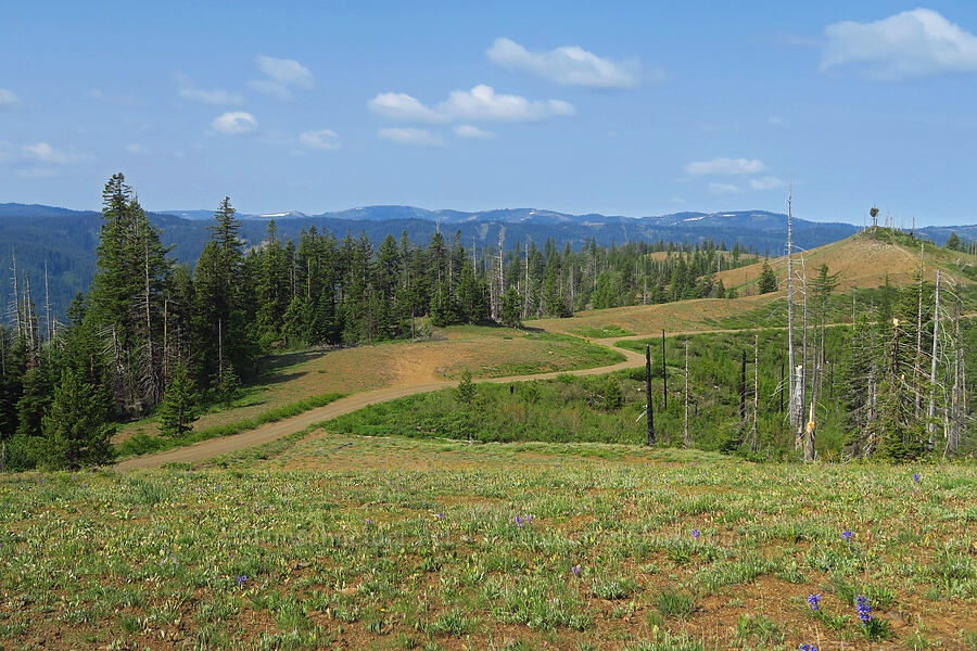 Blue Mountains & Fuzzy Butte [Godman Springs, Umatilla National Forest, Columbia County, Washington]