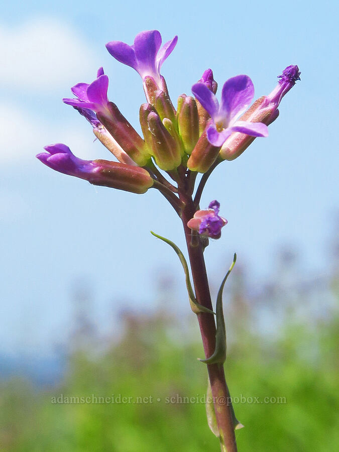 woody rock-cress (Boechera suffrutescens (Arabis suffrutescens)) [Godman Springs, Umatilla National Forest, Columbia County, Washington]