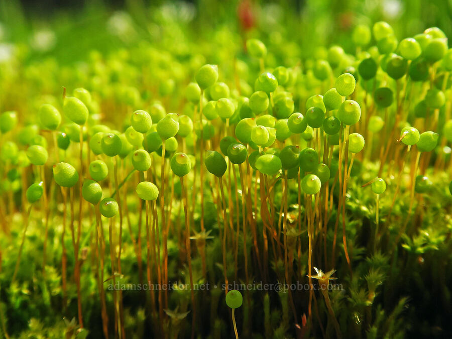 apple moss (Bartramia sp.) [Godman Springs, Umatilla National Forest, Columbia County, Washington]
