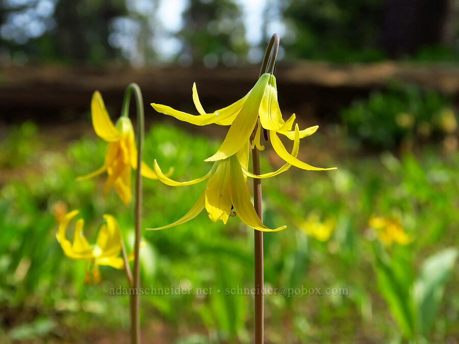 glacier lilies (Erythronium grandiflorum) [Sawtooth Ridge Trail, Wenaha-Tucannon Wilderness, Columbia County, Washington]