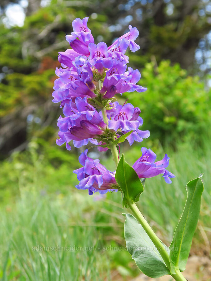 Blue Mountain penstemon (Penstemon pennellianus) [Sawtooth Ridge Trail, Wenaha-Tucannon Wilderness, Columbia County, Washington]