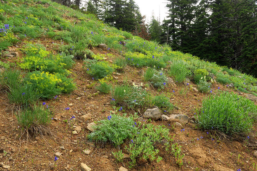 wildflowers [Sawtooth Ridge Trail, Wenaha-Tucannon Wilderness, Columbia County, Washington]