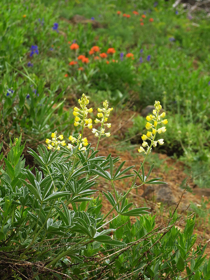 wildflowers [Sawtooth Ridge Trail, Wenaha-Tucannon Wilderness, Columbia County, Washington]