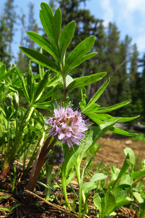 ball-head waterleaf (Hydrophyllum capitatum var. capitatum) [Sawtooth Ridge Trail, Wenaha-Tucannon Wilderness, Columbia County, Washington]