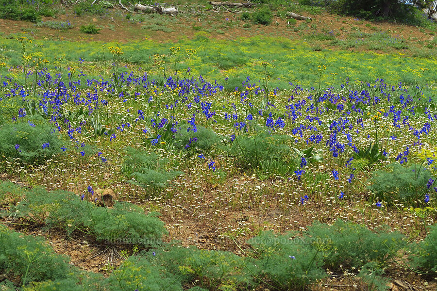 wildflowers [Kendall Skyline Road, Umatilla National Forest, Columbia County, Washington]