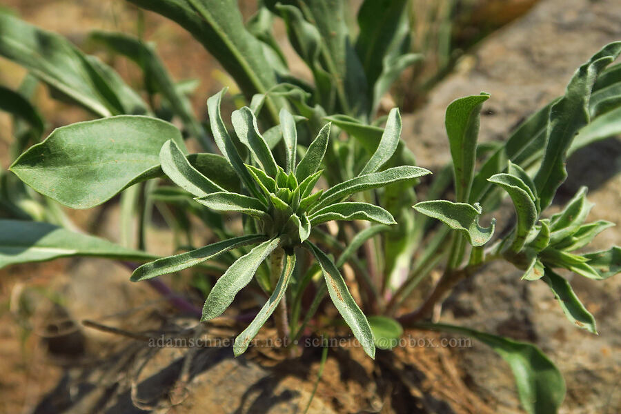 Cusick's goldenweed (Pyrrocoma carthamoides var. cusickii (Haplopappus carthamoides)) [Kendall Skyline Road, Umatilla National Forest, Columbia County, Washington]