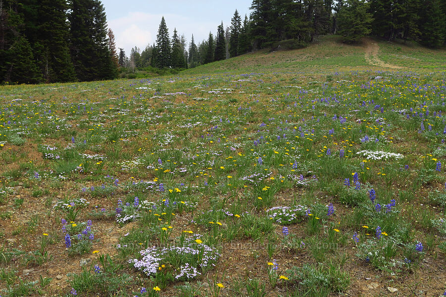 wildflowers [Kendall Skyline Road, Umatilla National Forest, Columbia County, Washington]