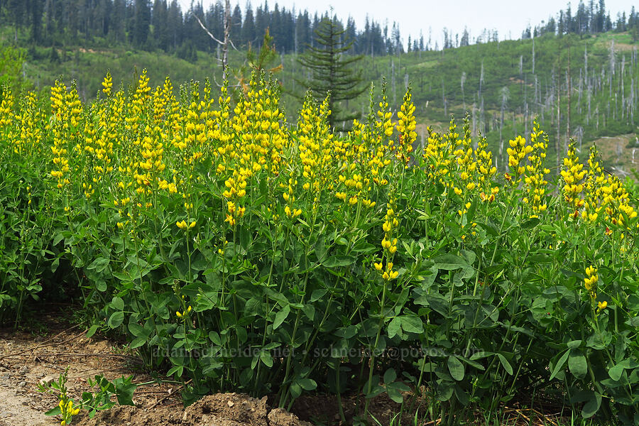mountain golden-banner (golden pea) (Thermopsis montana) [Forest Road 6436, Umatilla National Forest, Columbia County, Washington]