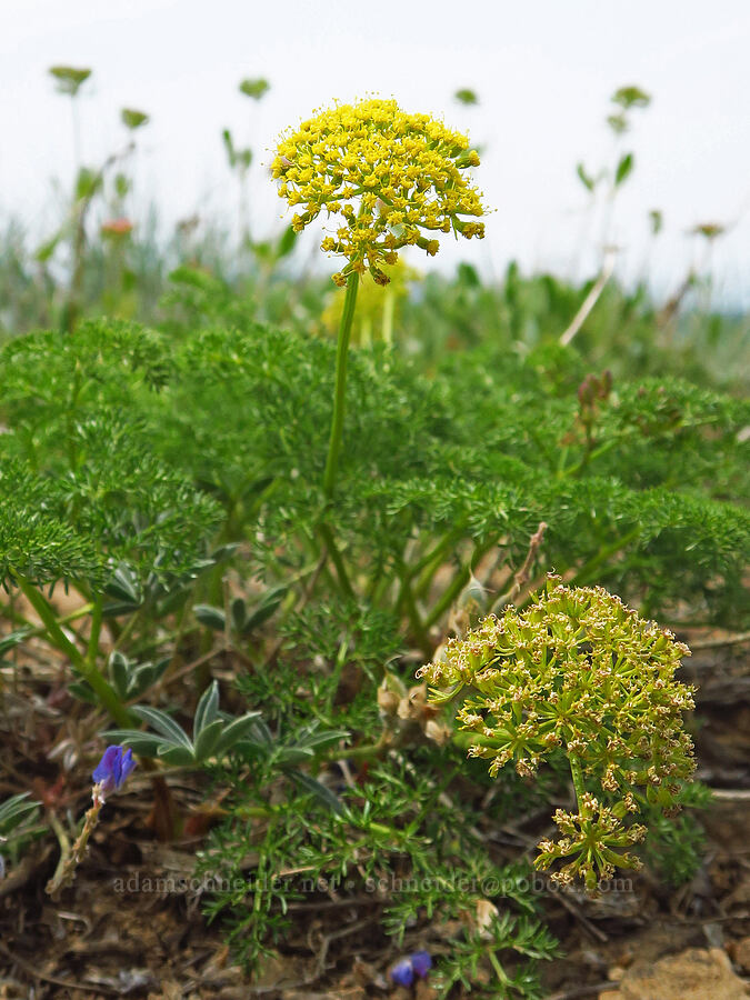 montane spring parsley (Cymopterus terebinthinus var. foeniculaceus (Cymopterus foeniculaceus)) [Kendall Skyline Road, Umatilla National Forest, Columbia County, Washington]