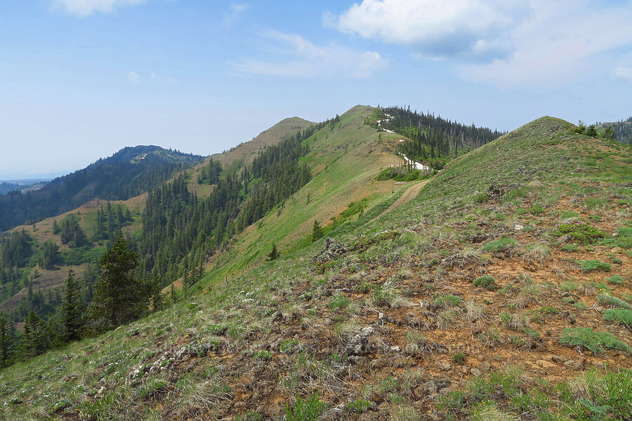 ridge east of Deadman Peak [Kendall Skyline Road, Umatilla National Forest, Columbia County, Washington]