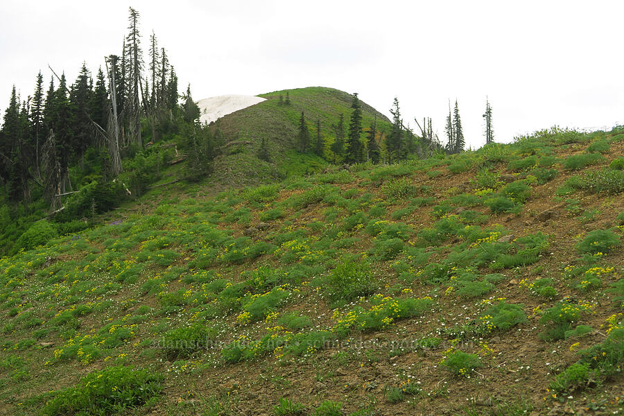 early wildflowers [Kendall Skyline Road, Umatilla National Forest, Columbia County, Washington]