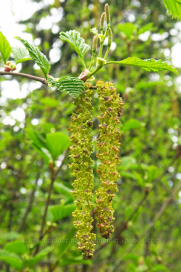 Sitka alder flowers (Alnus alnobetula ssp. sinuata (Alnus viridis ssp. sinuata)) [Kendall Skyline Road, Umatilla National Forest, Columbia County, Washington]