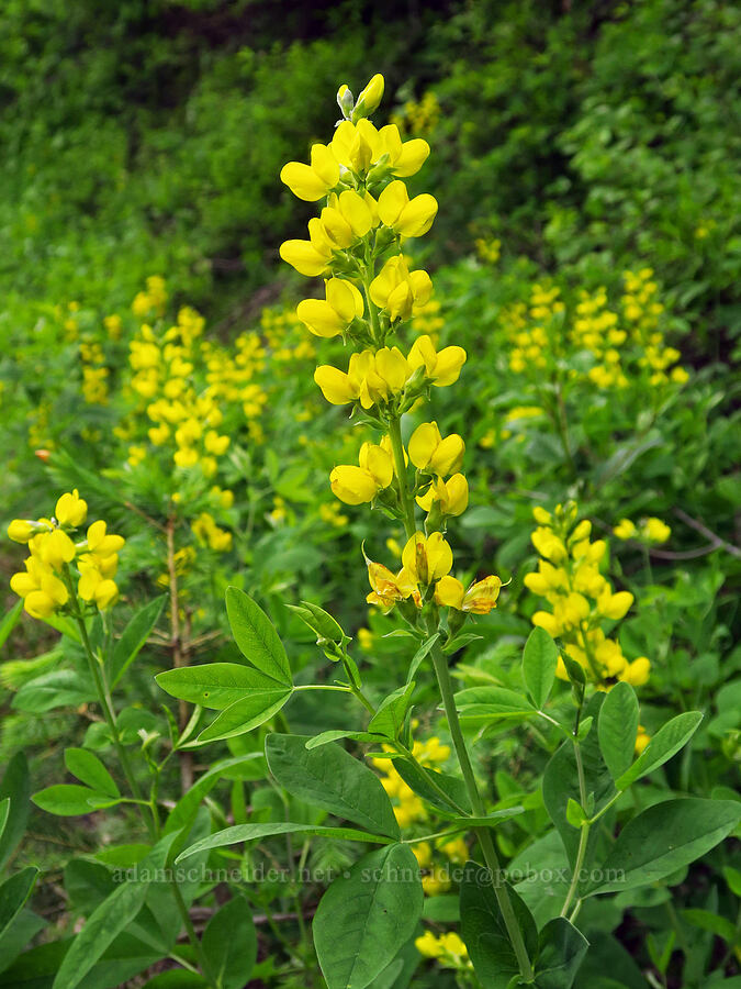 mountain golden-banner (golden pea) (Thermopsis montana) [Forest Road 64, Umatilla National Forest, Columbia County, Washington]