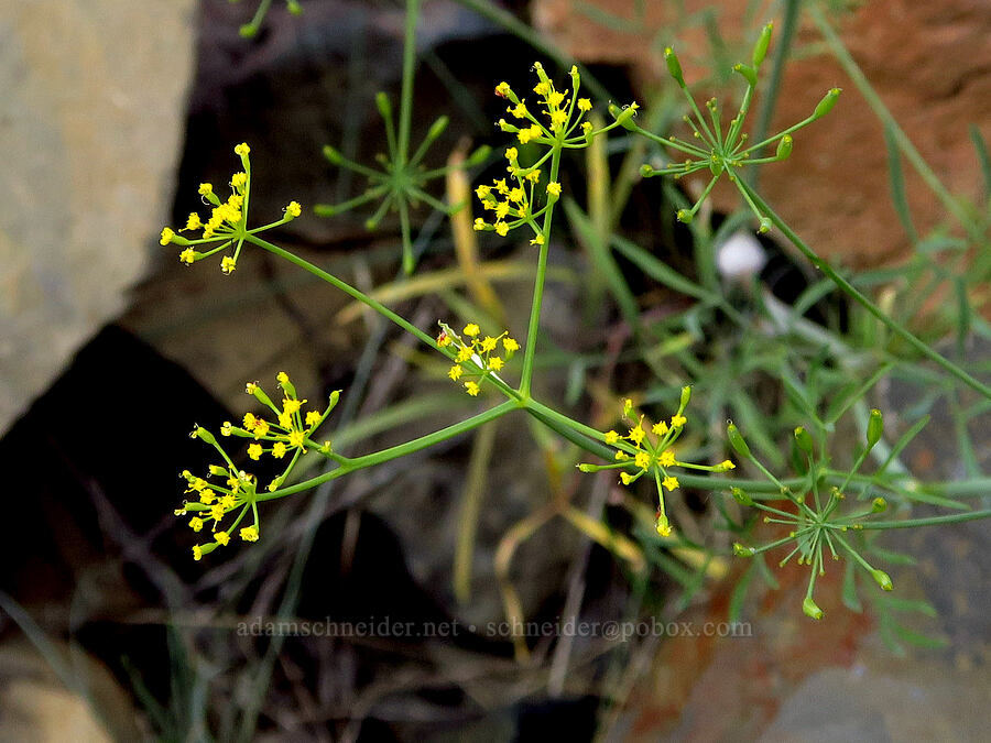 swale desert parsley (Lomatium ambiguum) [North Touchet Road, Columbia County, Washington]