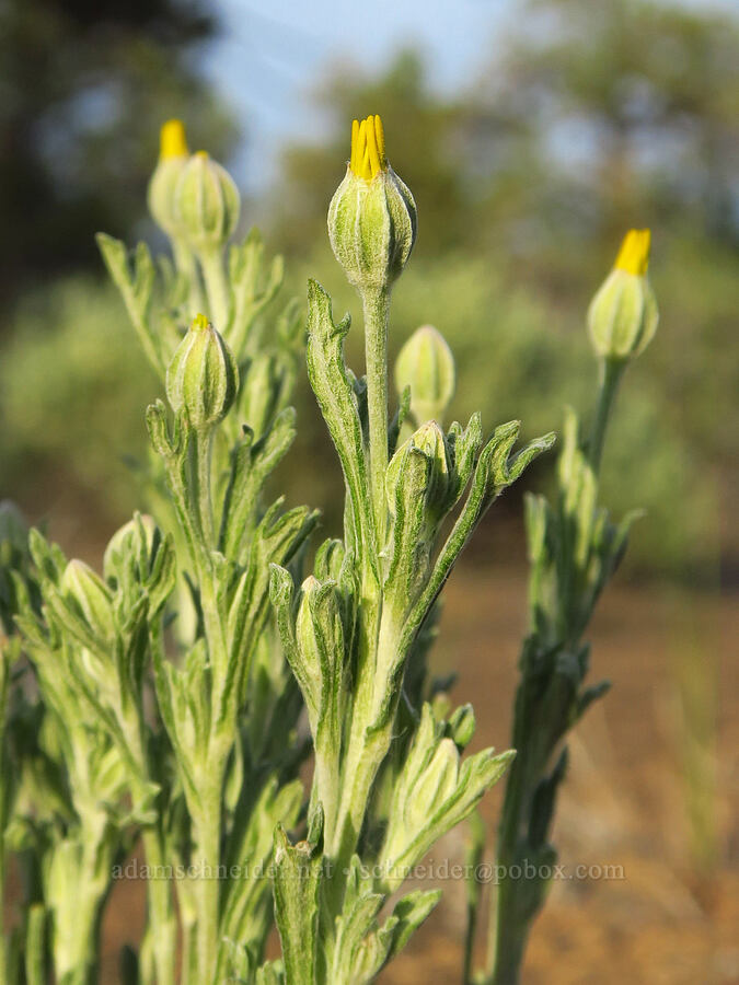 Oregon sunshine, budding (Eriophyllum lanatum var. integrifolium) [Oregon Badlands Wilderness, Deschutes County, Oregon]