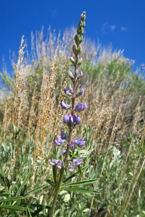 lupine (which?) (Lupinus sp.) [Forest Road 2017, Deschutes County, Oregon]