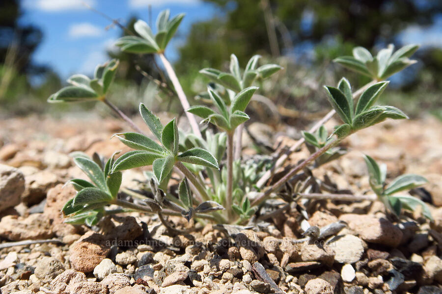 lupine leaves (which?) (Lupinus sp.) [Pumice Flat, Deschutes County, Oregon]