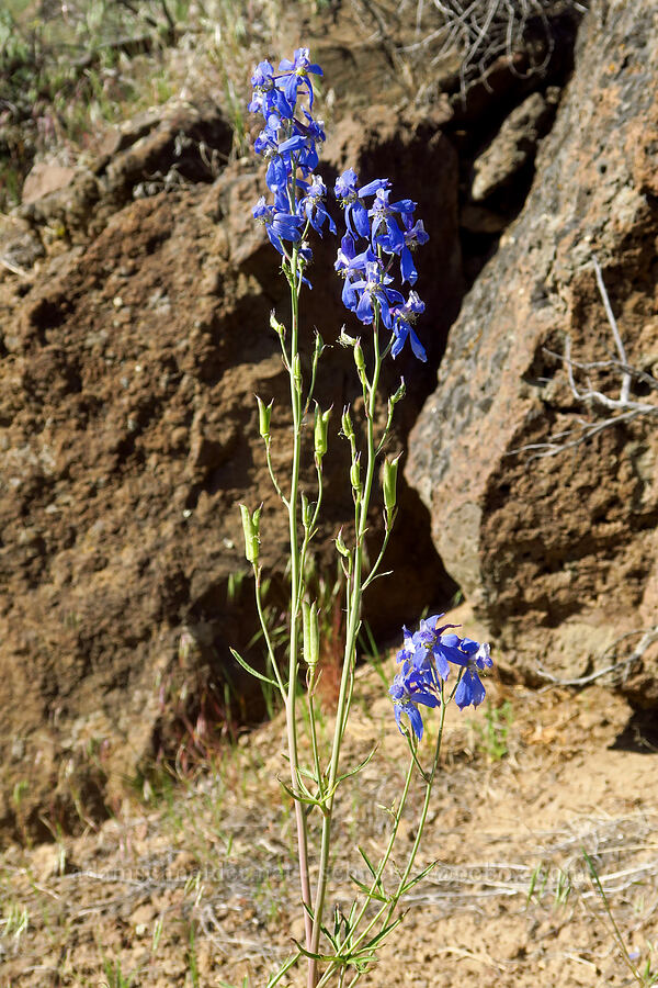 larkspur (which?) (Delphinium sp.) [Dry River Canyon, Deschutes County, Oregon]