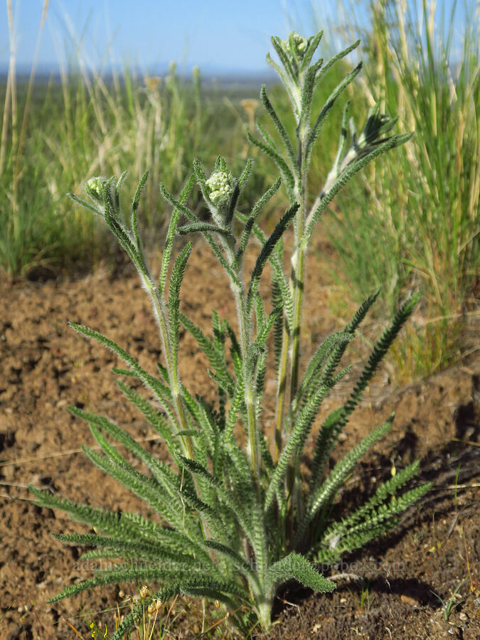 yarrow (Achillea millefolium) [Horse Ridge, Deschutes County, Oregon]