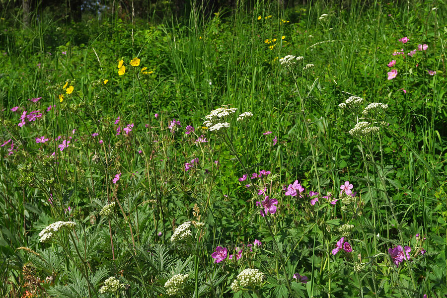 wildflowers (Achillea millefolium, Geranium viscosissimum, Potentilla gracilis var. fastigiata (Potentilla gracilis var. nuttallii)) [Corral Trail, Fields Spring State Park, Asotin County, Washington]
